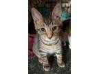 Adopt Manchester a Domestic Short Hair