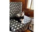 Adopt Phoenix / Petunia a Domestic Long Hair