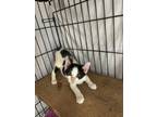 Adopt Garth a Domestic Short Hair