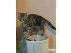 Adopt Madrid a Domestic Short Hair