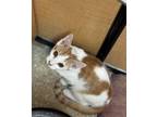 Adopt Firecracker a Domestic Short Hair