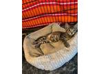 Adopt Costello a Domestic Short Hair