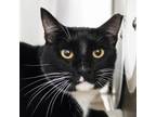 Adopt Buddy a Domestic Short Hair