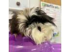 Adopt Carmello-o a Guinea Pig