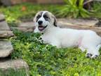 Adopt Franklin a Great Pyrenees