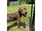 Adopt Kaysan a Shepherd, Mixed Breed
