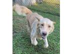 Adopt Finn (HW+) a Retriever, Mixed Breed