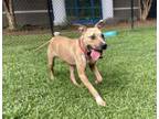 Adopt Buster(HW+) a Pit Bull Terrier, Mixed Breed