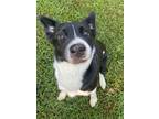Adopt El Cobalto a Collie, Mixed Breed