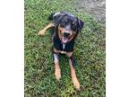 Adopt Takeo a Mixed Breed