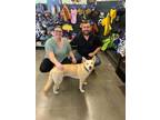 Adopt Stetson a Husky