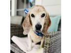 Adopt Snoopy Fee Waived~ Foster a Beagle, Mixed Breed