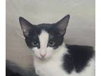 Adopt Wallace a Domestic Short Hair