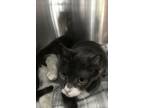Adopt Charlie a Domestic Short Hair