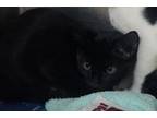 Adopt Busch a Domestic Short Hair