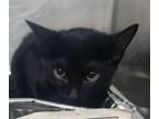 Adopt Earnhardt a Domestic Short Hair