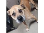Adopt Cosmo a Boxer, Mixed Breed
