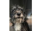 Adopt Kirk a Terrier, Mixed Breed