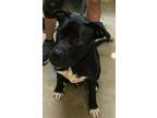 Adopt Dean a Retriever, Mixed Breed
