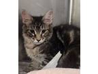 Adopt Luke a Domestic Short Hair