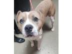 Adopt Capone a Pit Bull Terrier, Mixed Breed