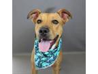 Adopt elijah a Retriever