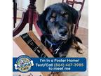 Adopt Frontier a Shepherd