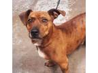 Adopt Circles a Dachshund