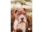 Adopt 77623a Spinach Frittata a American Staffordshire Terrier, Mixed Breed