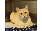 Adopt 76041a Hazlett-Pounce Cat Cafe a Siamese, Domestic Short Hair