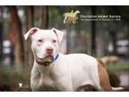 Adopt 76134a Gatsby a American Staffordshire Terrier, Mixed Breed