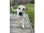Adopt Tucker a Cattle Dog, Mixed Breed