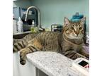 Adopt Falco a Domestic Short Hair
