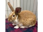 Adopt Butterscotch a Bunny Rabbit
