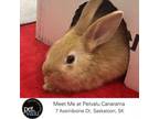 Adopt Justin a Bunny Rabbit