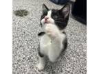 Adopt Grub a Domestic Short Hair
