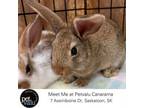 Adopt Chris a Bunny Rabbit