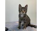 Adopt Nermal a Domestic Short Hair