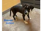 Adopt Steven a Great Dane, Mixed Breed