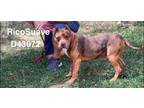 Adopt Rico Suave a American Staffordshire Terrier