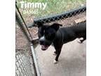 Adopt Timmy a Boxer, Mixed Breed