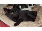 Adopt Fritter a Domestic Short Hair