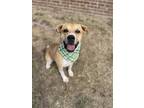 Adopt Booey a Boxer, Black Mouth Cur