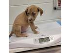 Adopt Capulet a Pit Bull Terrier