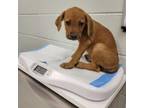 Adopt Mercutio a Pit Bull Terrier