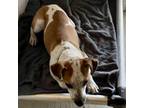 Adopt Chance a Jack Russell Terrier