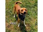 Adopt Frog a Beagle, Feist