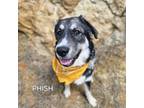 Adopt Fish a Husky