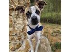 Adopt Luke a Jack Russell Terrier