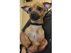 Adopt POOH a Pug